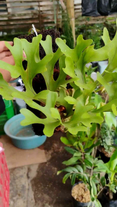 Sindo - Platycerium Ridleyi  A Majestic Staghorn Fern for Your Botanical Haven by Alya Natasya az