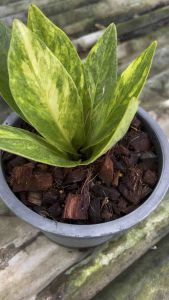 ต้นไม้ประดับ เศรษฐีเงินหนาด่าง