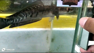 Pakan Chana Channa Cana Kapsul Bunga Maru Booster Cabung/Bunga & Bar Channa Maru Isi 200