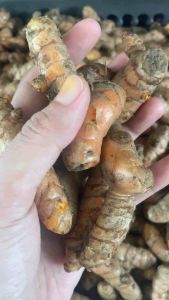 COD KUNYIT SEGER 1 KG