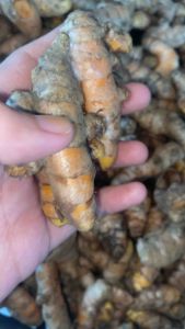 TERMURAH KUNYIT FRESH 123 KG