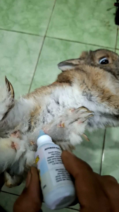 PET CARE Anti Parasit Obat Oles Scabies Jamur Pada Hewan Kelinci Kucing Anjing