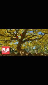 Phân bón to gốc nở củ mai vàng FUJI BONSAI - TO GỐC - NỞ CỦ - LỚN RỄ 250ml