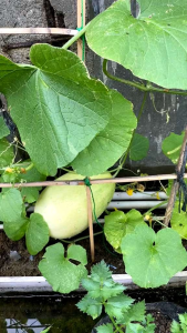 BENIH TIMUN SURI PUTIH BANGKOK super benih buah