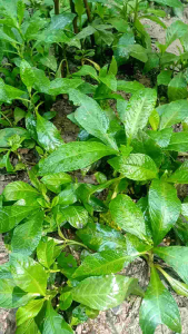 1kg cây bông nách cỏ lá xoài