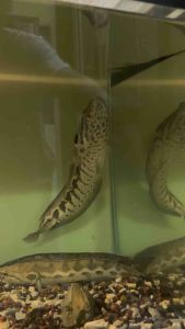 CHANNA LUCIUS FOREST SNAKEHEAD ORNAMENTAL FISH BUJUK 露西亚雷龙 莽纹雷龙 班鲤