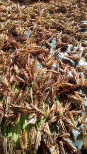 🦗🦗🦗ไข่ตั๊กแตน ปาทังก้าโมจีน 1ขีด มาแล้วจ้าาาา 🦗🦗🦗🦗🦗