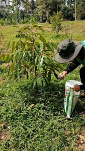 พีโคเดอร์มา ไตรโคเดอร์มาอัดเม็ด ตราฟ้าแจ่ม (ถุงละ 5 กิโลกรัม จำนวน 2 ถุง) ใช้ป้องกัน รักษาเชื้อราโรคพืชทางดิน