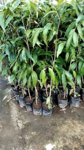 bibit tanaman glodok 70cm up mantap pohon glodok termurah