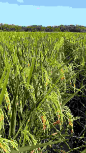 BENIH PADI SEDAYU TERBARU 5 KG/KEMASAN100%ORIGINAL