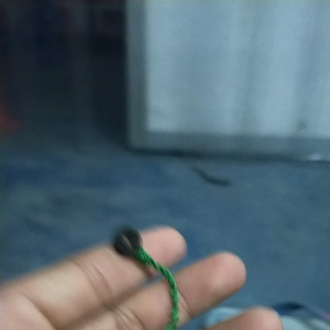 tali burung kutilang crukcuk