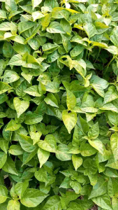 Paket Bibit Cabe Rawit Merah Siap Tanam