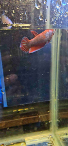 Betta hmpk fancy male n female