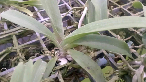 กล้วยไม้นิ้วช้าง ขนาดแบบสะใจ ใหญ่เกินขอบอก โปรโมชั่น 10 นิ้ว 190