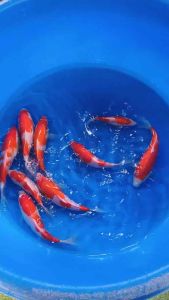 🇯🇵 Japan Sakai Farm Kohaku Koi Fish 18-20cm | Japanese Bloodline Nishikigoi | Ornamental Koi - RM688 per koi