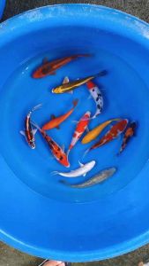 Blue plastic tub with colorful koi fish swimming in water.
