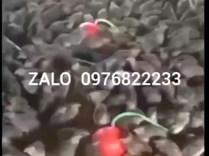 1 bộ máng uống nước tự động cho gia cầm