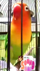 Vit Alami Burung Lovebird. Tetes Kenceng James. Jamefeat. Penggacor Burung Lovebird Racikan Herbal James For Bird.