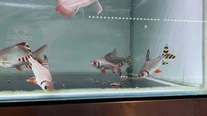 Redtail Feifong /Feifong / Flag Tail Prochilodus Characin /Algae Eater /Freshwater 红尾飞凤/观赏鱼/飞凤 (Sin Quan Aquaculture Enterprise)