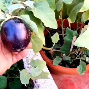 (KEMASAN PREMIUM) BIJI | BENIH TERONG BULAT HITAM ( isi -+400 Butir)