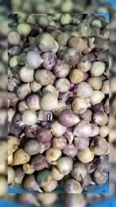 Bawang putih tunggal/ Bawang Lanang