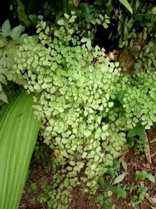 Tanaman hias hidup pohon suplir rimbun / Pohon berdaun rimbun suplir