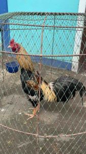 พม่าสายมูเซอดํา ไข่ไก่ชน