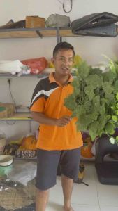 1 LUSIN DAUN ANGGUR PLASTIK DEKORASI / DAUN PLASTIK / DEKORASI / DAUN ARTIFICIAL / HOME DECOR