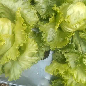 (KEMASAN PREMIUM) BIJI | BENIH SELADA KEPALA/HEAD LETTUCE (isi -+1000 butir)