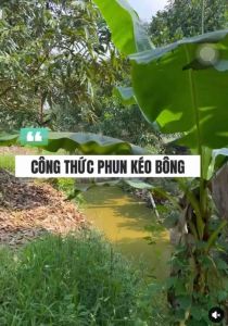 Bộ Phân bón kéo bông amino max+ 2 futop+ 2 relaxen+ 2 nano combi thái pha 400 lít