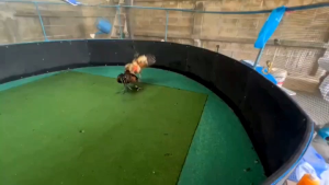 ไข่ไก่ชนพม่าม้าล่อรำวงเมืองเหนือ ดำคิวบา สายเลือดเจริญทอง