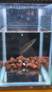 Andrao cb 4-6cm 100% Cb Quality（Pallet Trained）