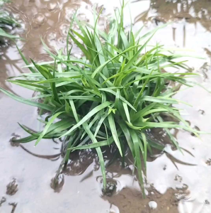 Eriocaulon Sp Vietnam Clump Tanaman Aquascape