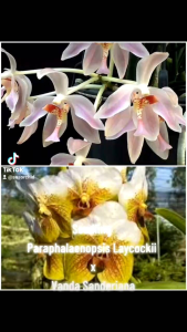 Anggrek Paraphalaenopsis Laycockii x Vanda Sanderiana: Bibit Bunga Anggrek Unik dari Kalimantan