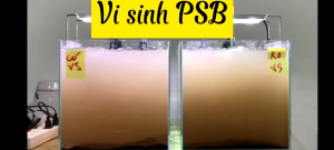 Vi sinh PSB làm trong nước bể cá cảnh và hồ cá Koi