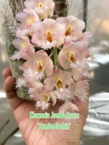 CLOWESIA JUMBO GRACE plant (NO FLOWERS)妖精兰