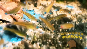 Spotted blue-eye | Pseudomugil gertrudae | Live animal