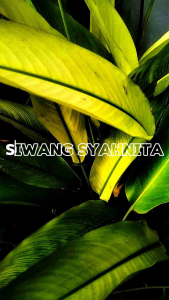 siwang terasi bawang khas Cirebon original pedas