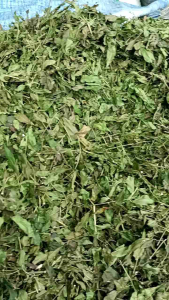 daun mimba daun mindi kering 1 kg