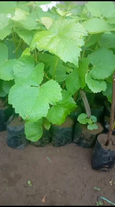 bibit anggur merah super cepat buah ( beli 5 gratis 1)