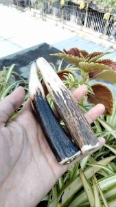 Kerajinan Once RS: Tanduk Unik & Elegan untuk Dekorasi Interior