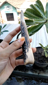 Klokotan Tanduk RS Asli & B3: Panduan Lengkap