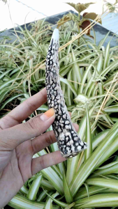once sedotan tanduk RS original B4