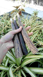 once cangklong tanduk RS super jumbo B1