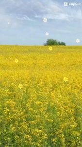 แป้งพัฟผิวสองสี คุมมัน กันน้ำ กันแดด เดอเอ้ บลูไดมอนด์18g. 3 ตลับ พร้อมของสมนคุณ