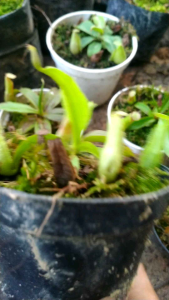 Tanaman hias tanaman carnifora 10pcs