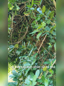 Trái xáo tam phân ✅Chuẩn giống Núi Chúa Khánh Hòa ✅Cây dược liệu quý