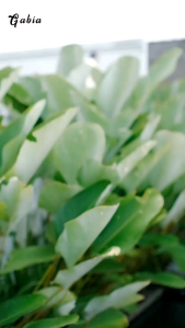 VANILLA Bag By GABIA Tas Selempang Wanita Anti Air