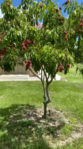 Bibit Buah Leci Merah & Tanaman Leci Cangkok Jaminan Asli