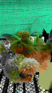 ไข่เชื้อไก่โปแลนด์ Polish chicken ชุด 2 ฟอง แถมฟรี 2 ฟอง